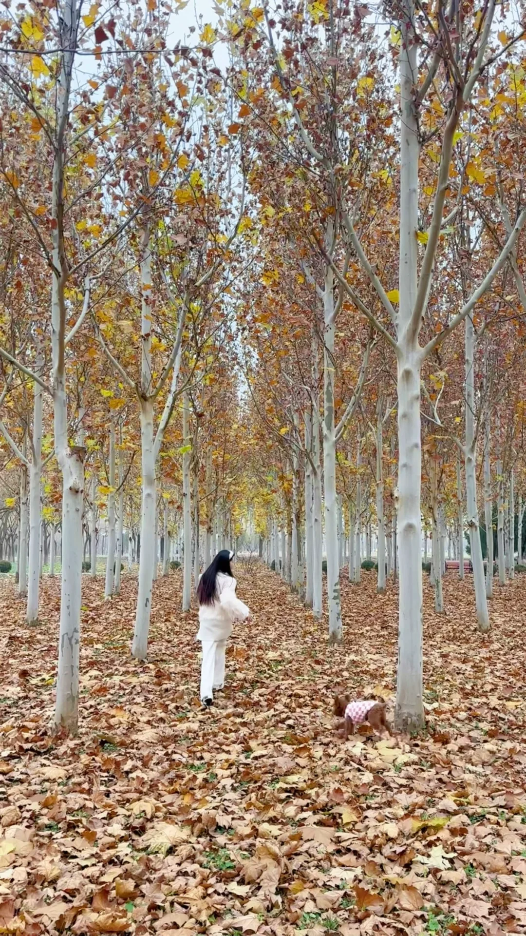 果冻的24年游玩报告🐶宠物友好景区分享~