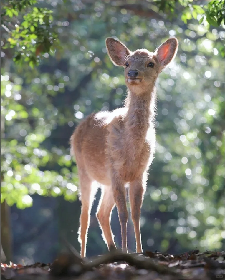 太全了！去了日本七八次，我的建议是……