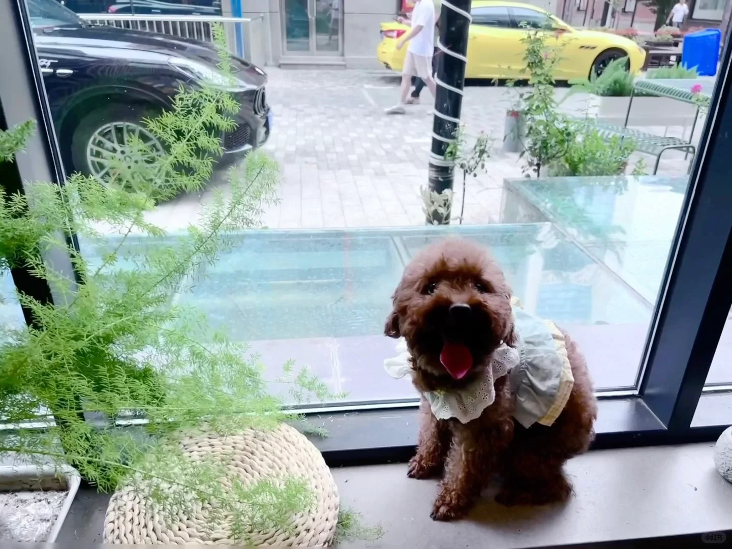 果冻的24年游玩报告🐶宠物友好景区分享~