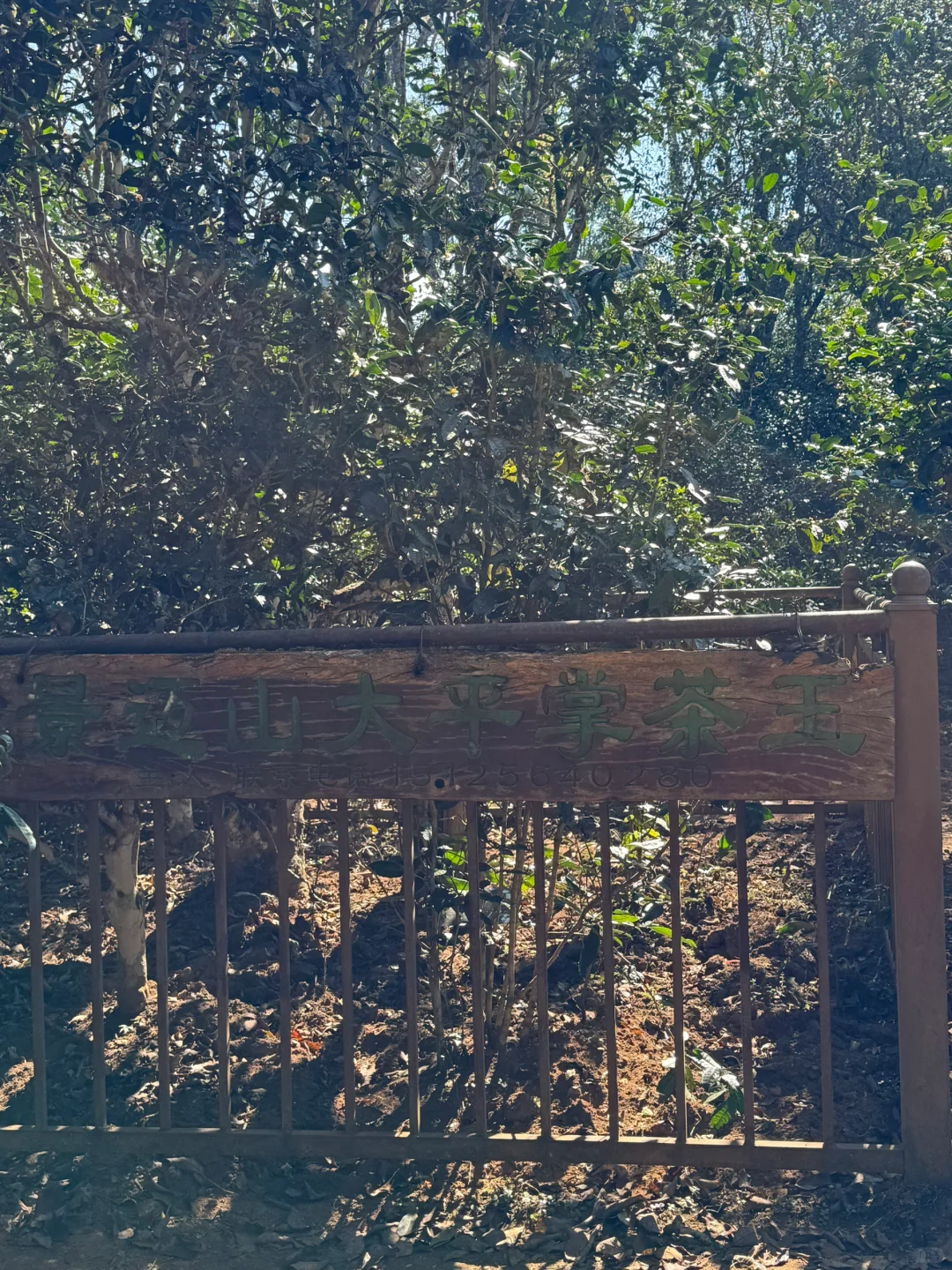 2025年1月12、13日景迈山旅游攻略