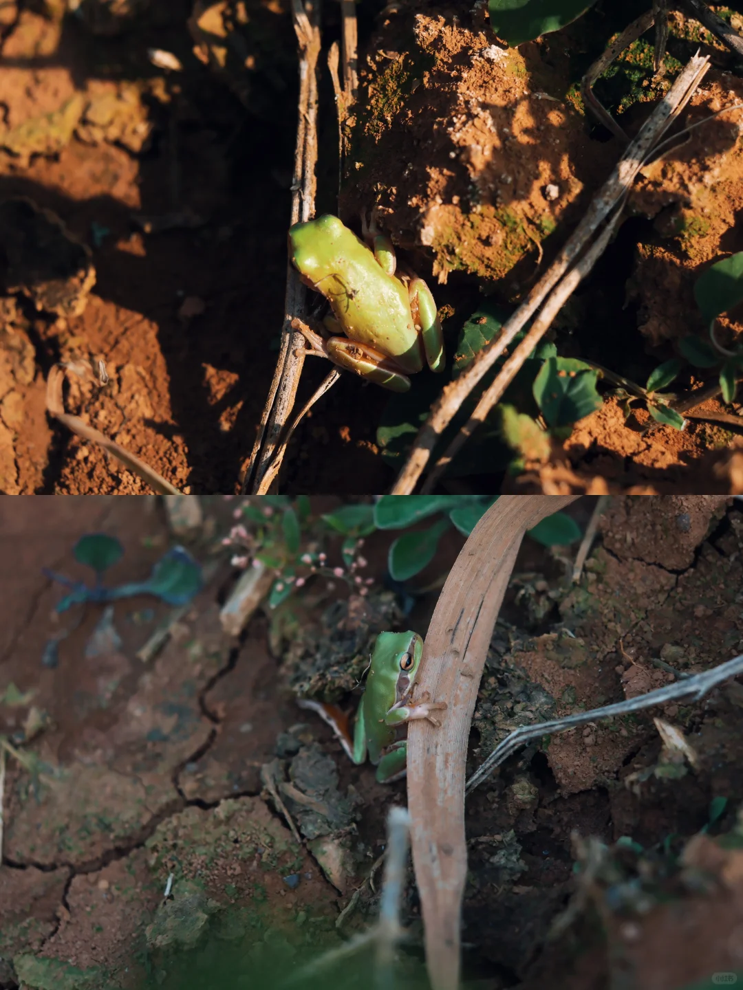 南宁遛娃｜离南宁最近的喀斯特山！摘果徒步！