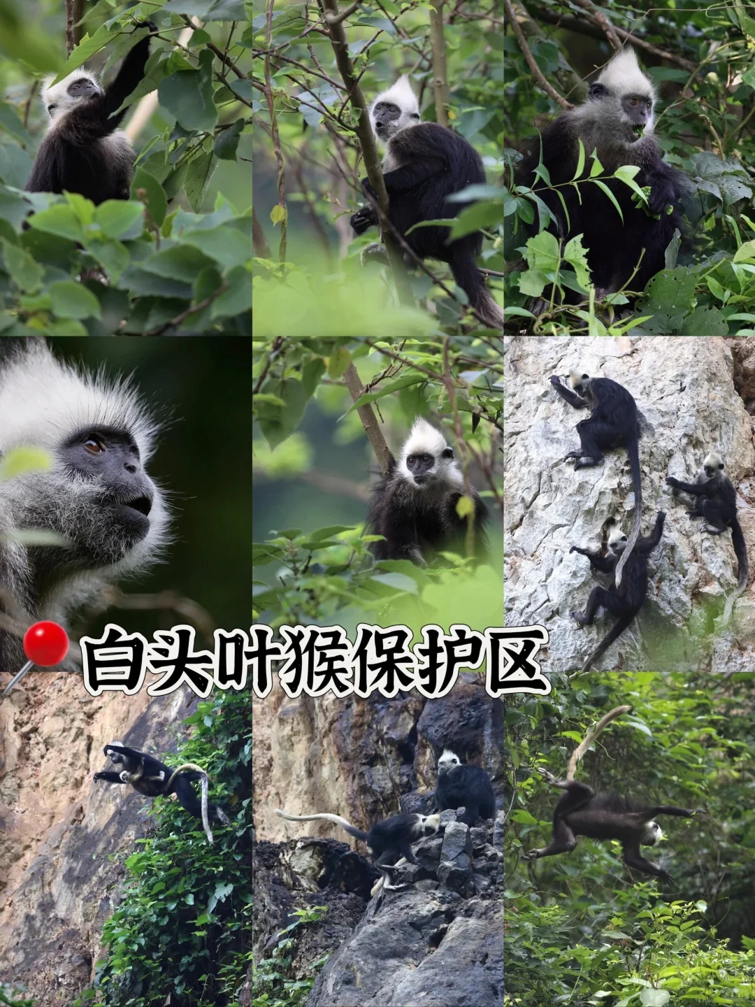 听劝！1-2月来崇左旅游的姐妹请🐎住！