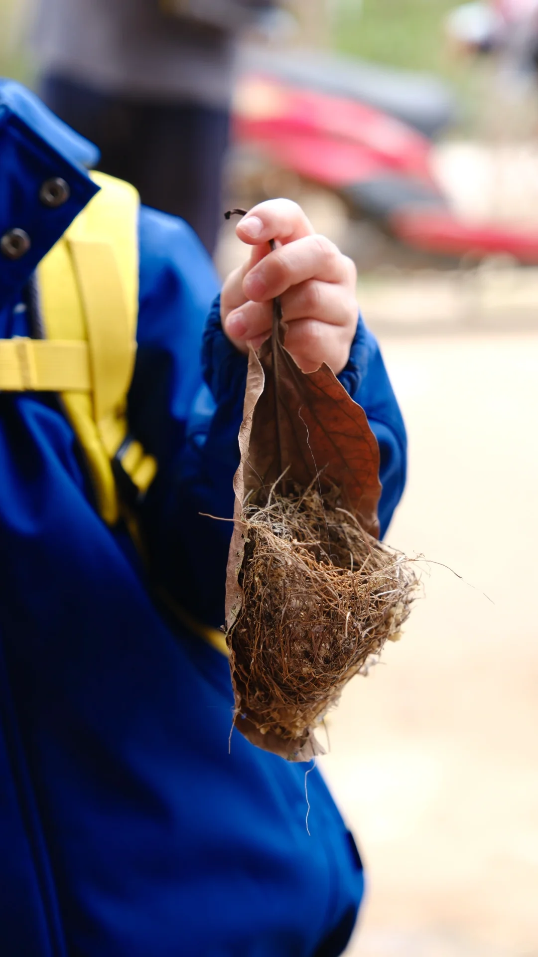 南宁遛娃｜离南宁最近的喀斯特山！摘果徒步！