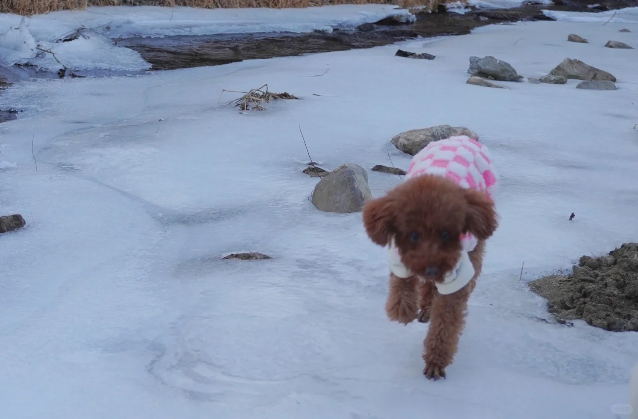 果冻的24年游玩报告🐶宠物友好景区分享~