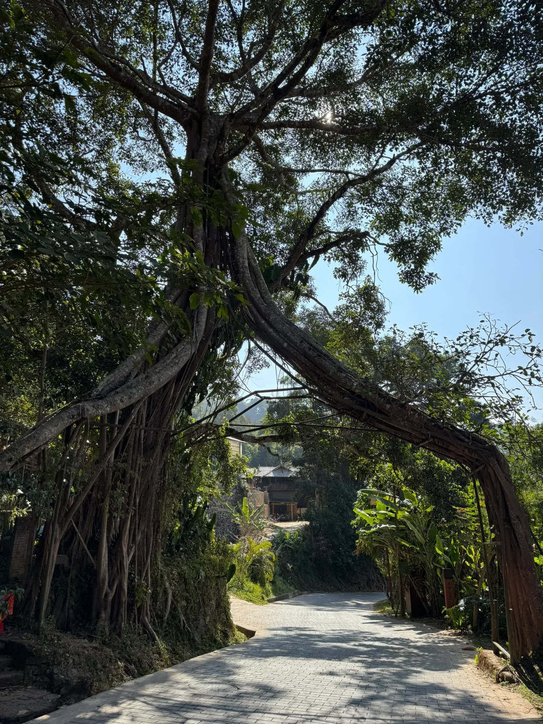 2025年1月12、13日景迈山旅游攻略