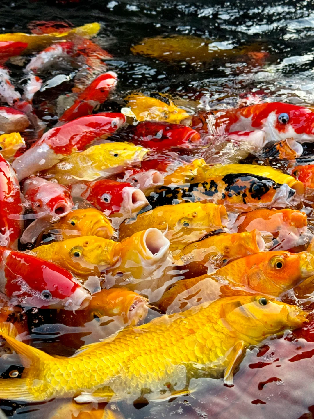 在小红书跟风最成功的一次。。。