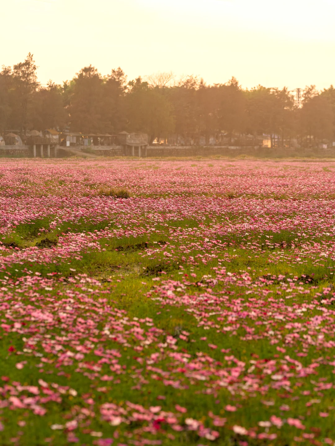 广东不只有紫风铃，还有无人的格桑花海‼️