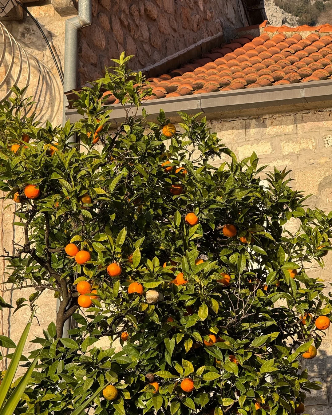 真心建议😅春节还是去塞波黑吧，划算哭