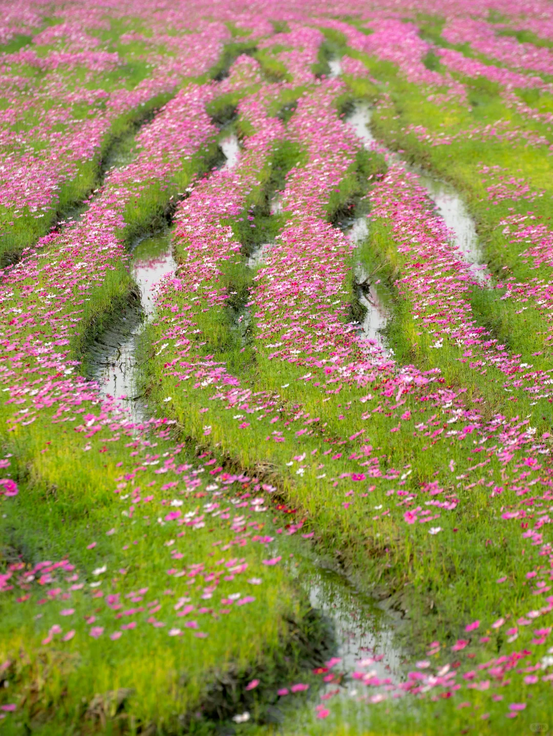 广东不只有紫风铃，还有无人的格桑花海‼️