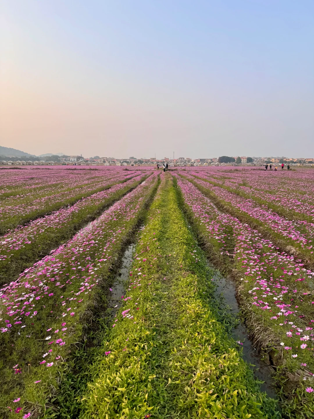 广东不只有紫风铃，还有无人的格桑花海‼️