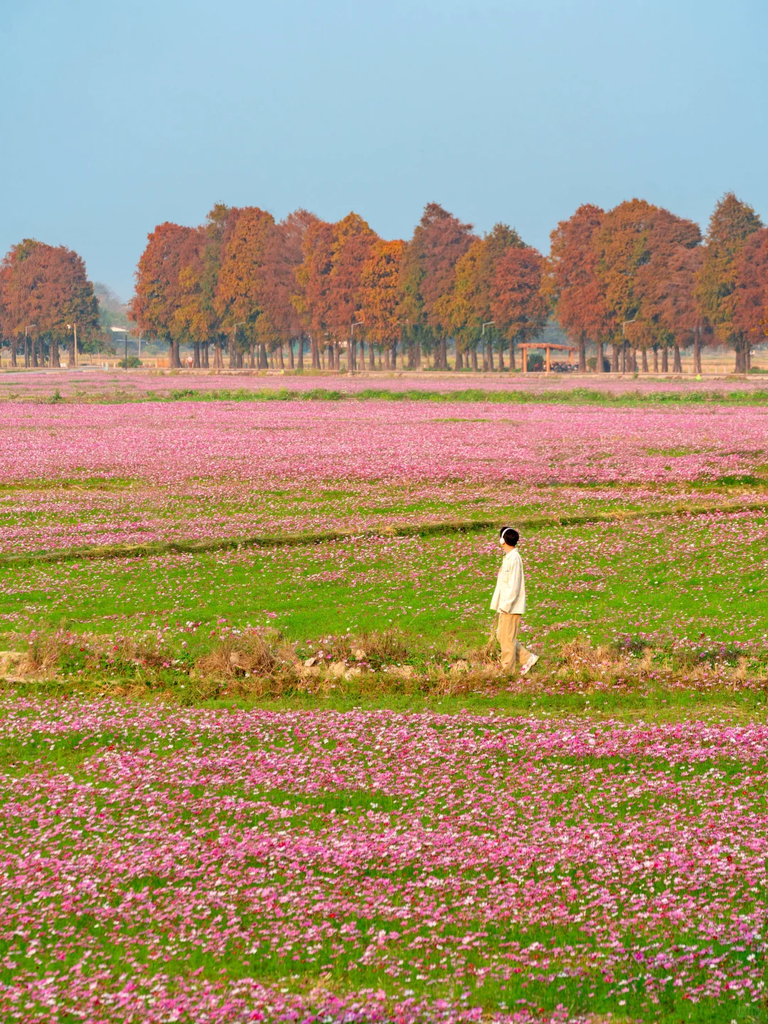 广东不只有紫风铃，还有无人的格桑花海‼️