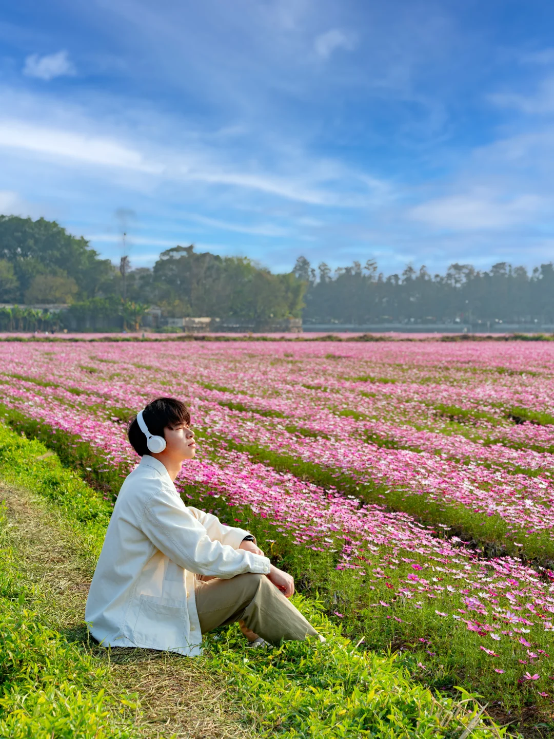 广东不只有紫风铃，还有无人的格桑花海‼️
