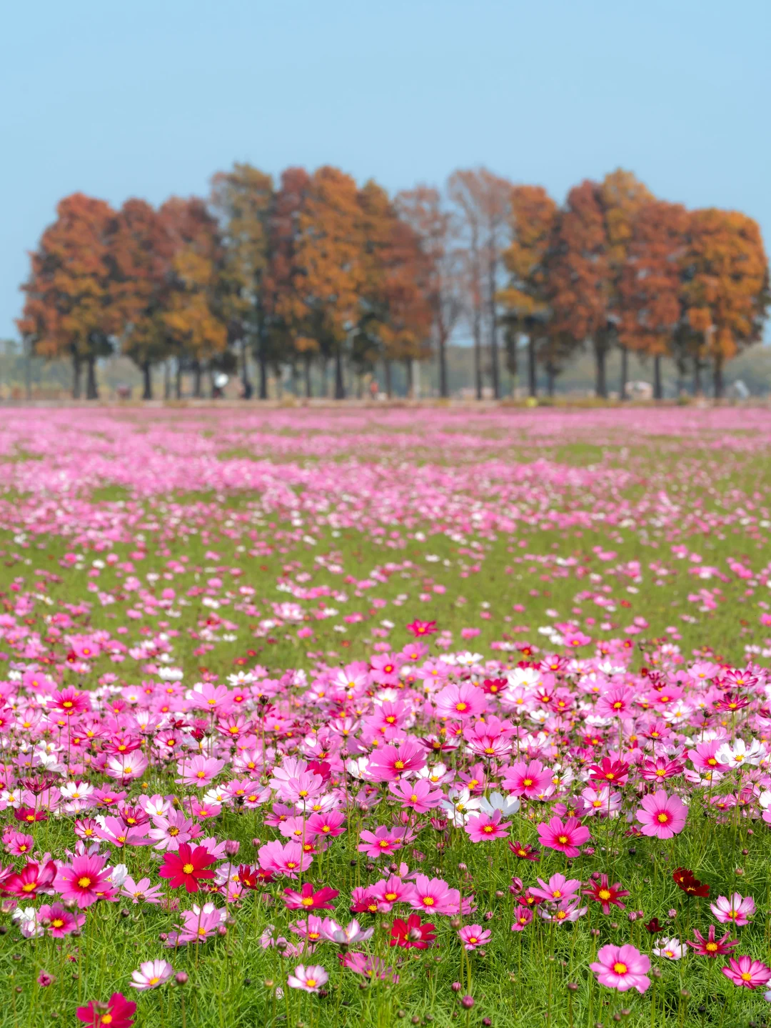 广东不只有紫风铃，还有无人的格桑花海‼️