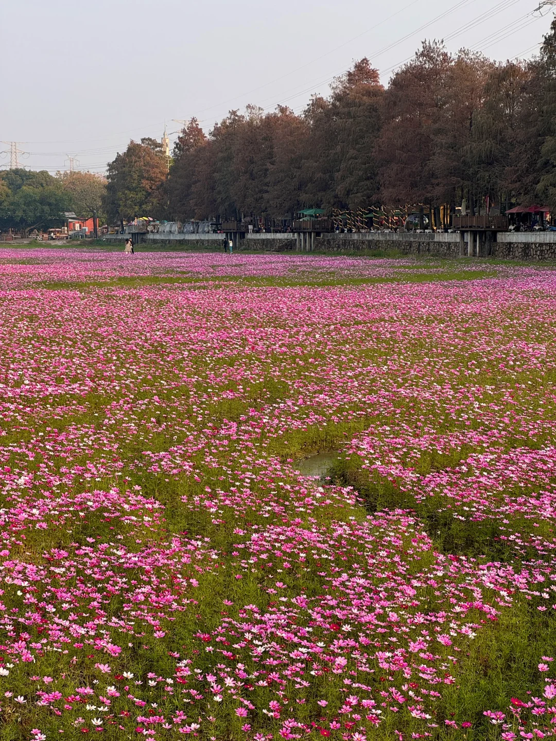 广东不只有紫风铃，还有无人的格桑花海‼️