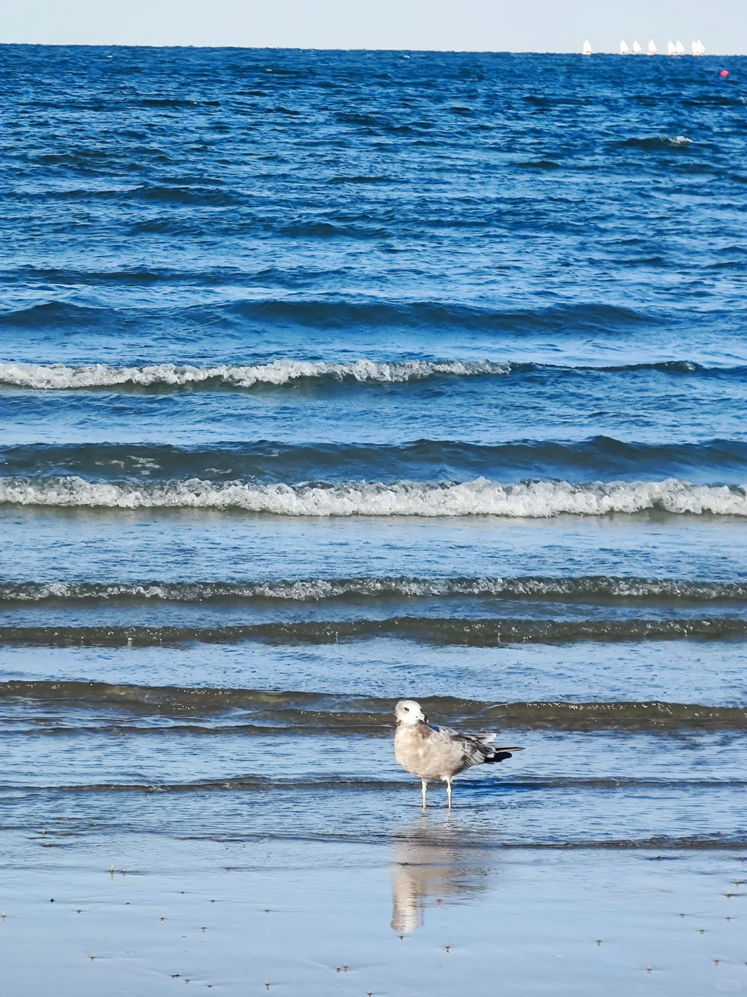 以为威海已经够美了，😆直到我去了烟台