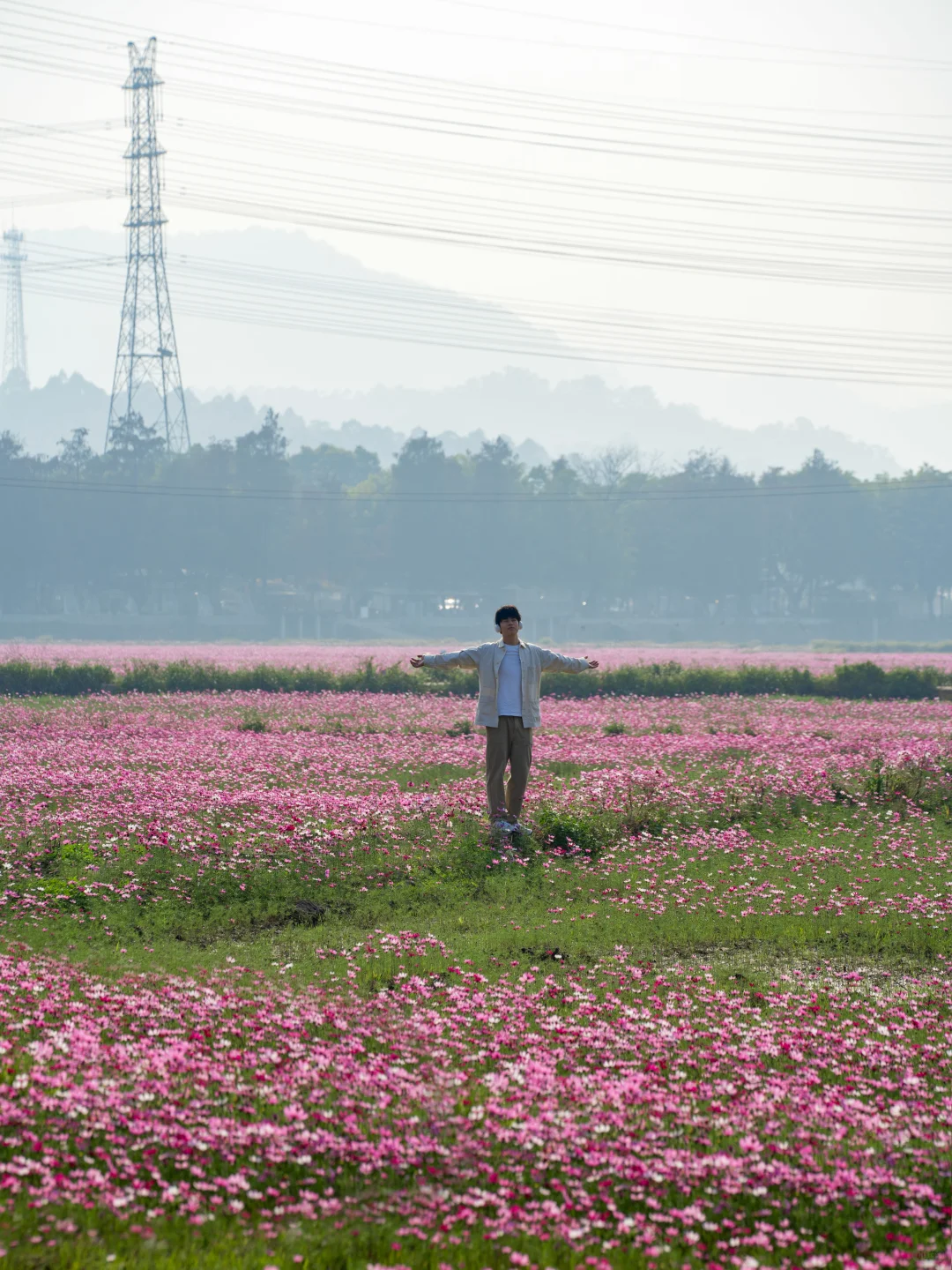 广东不只有紫风铃，还有无人的格桑花海‼️