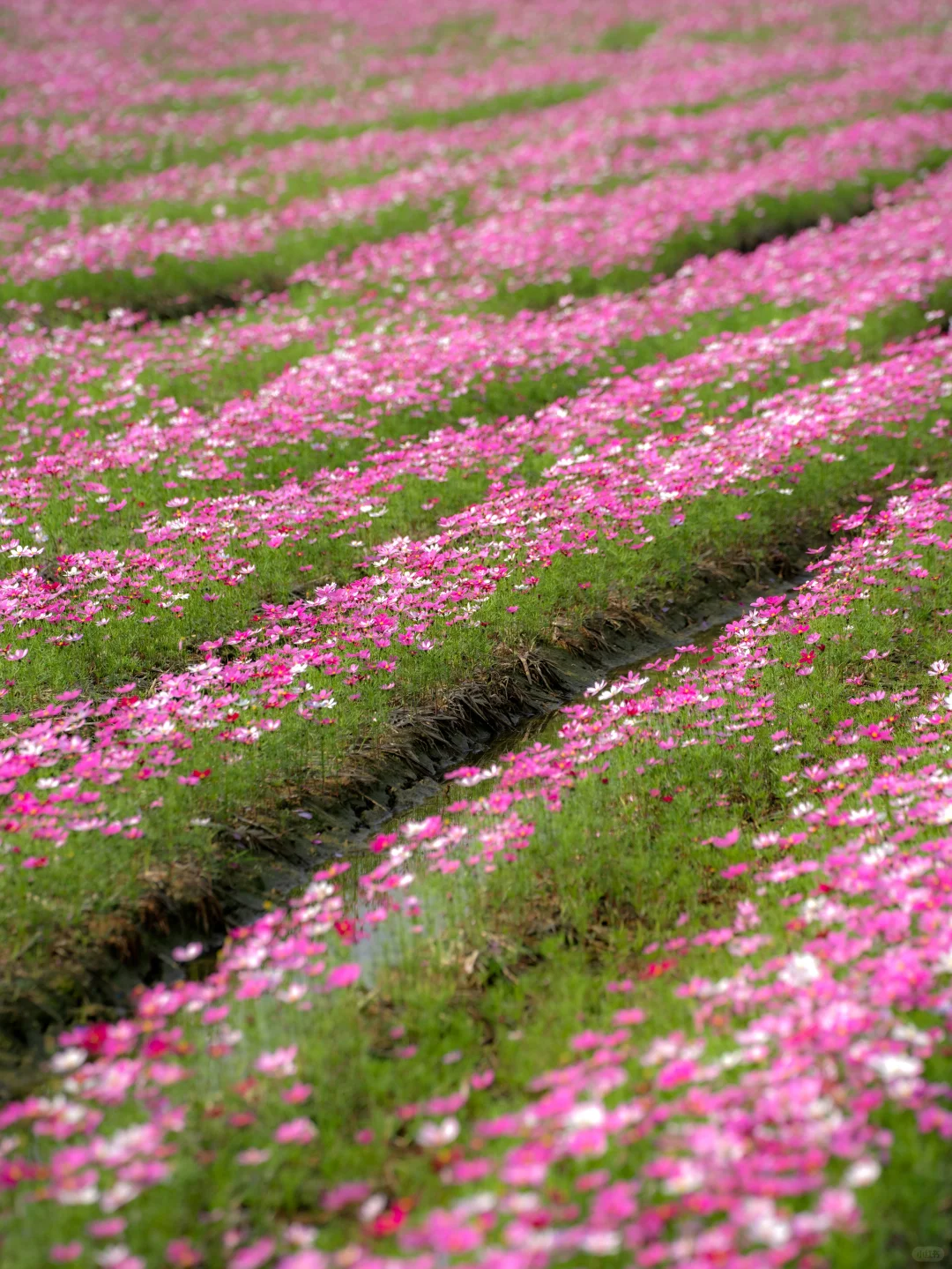 广东不只有紫风铃，还有无人的格桑花海‼️