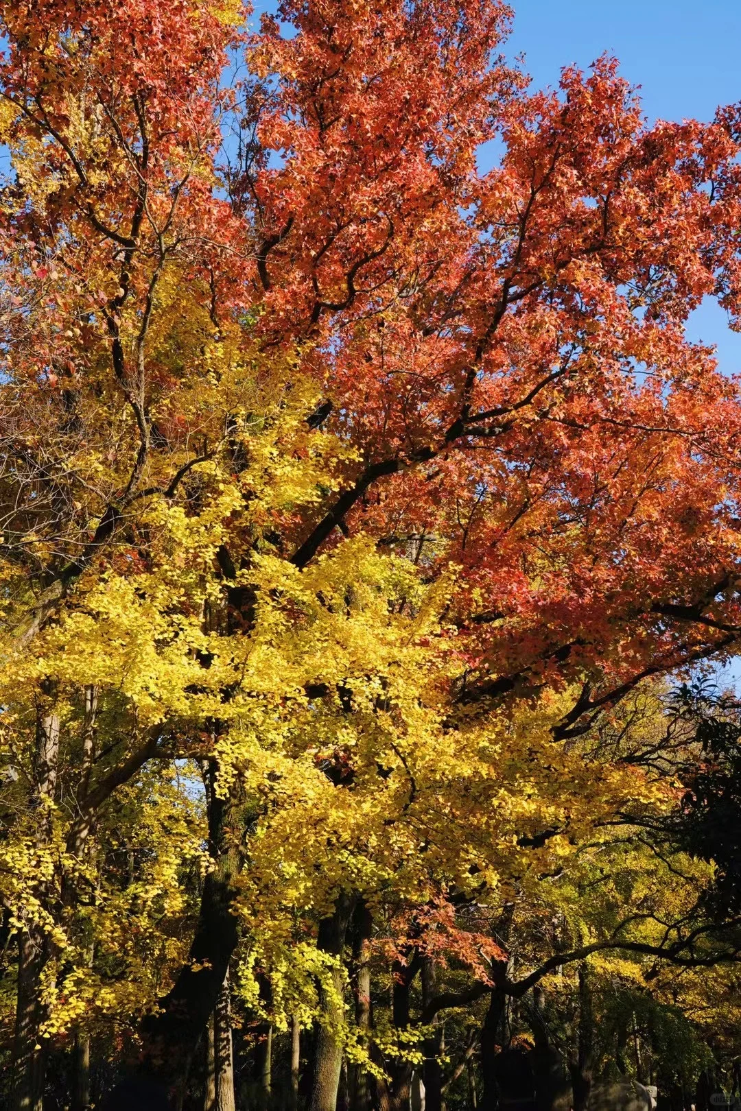 南京超详细景点分布及游玩攻略‼️省时省力！