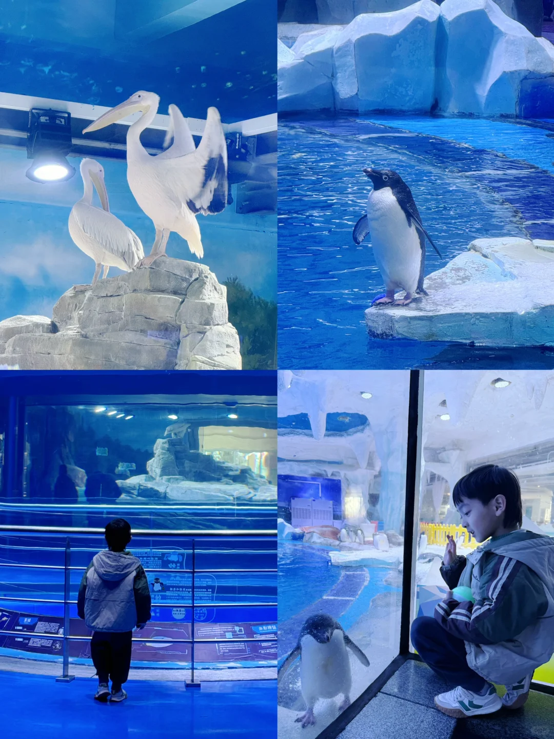 上海海昌海洋公园一日游旅游攻略(超详细!)