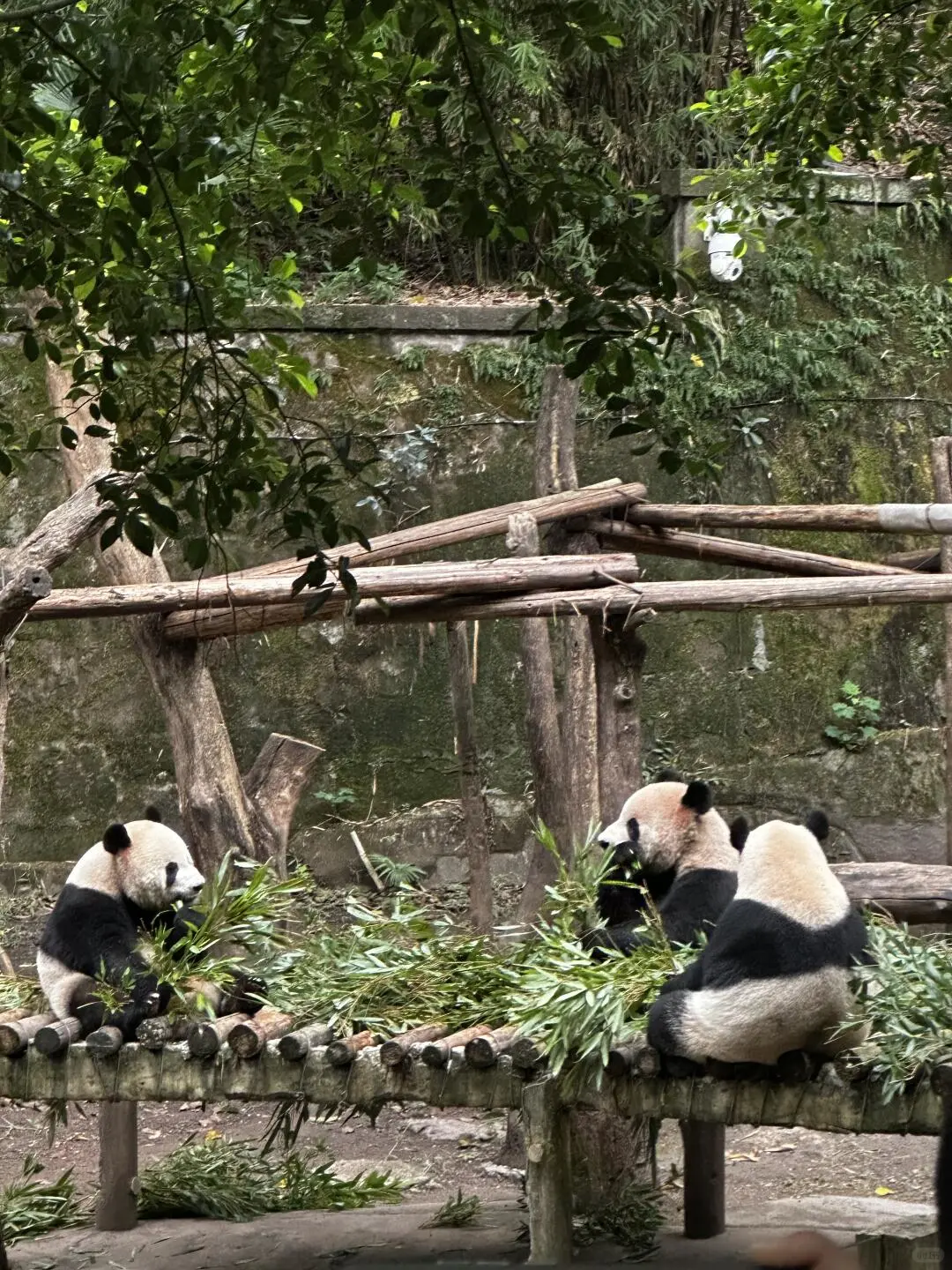 🐼成都｜熊猫基地+三星堆一日旅游攻略