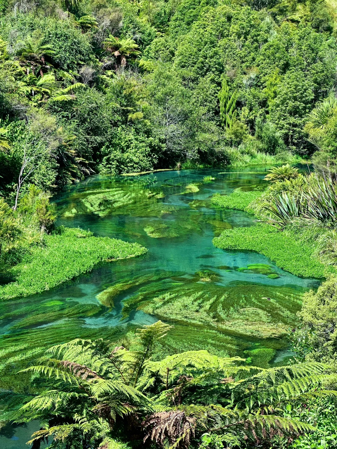 我仿佛闯入《阿凡达》的潘多拉星球🌏live～