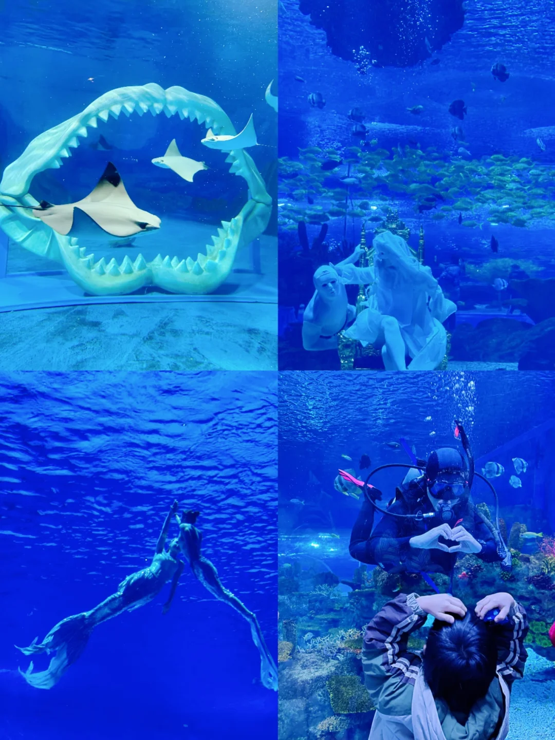 上海海昌海洋公园一日游旅游攻略(超详细!)