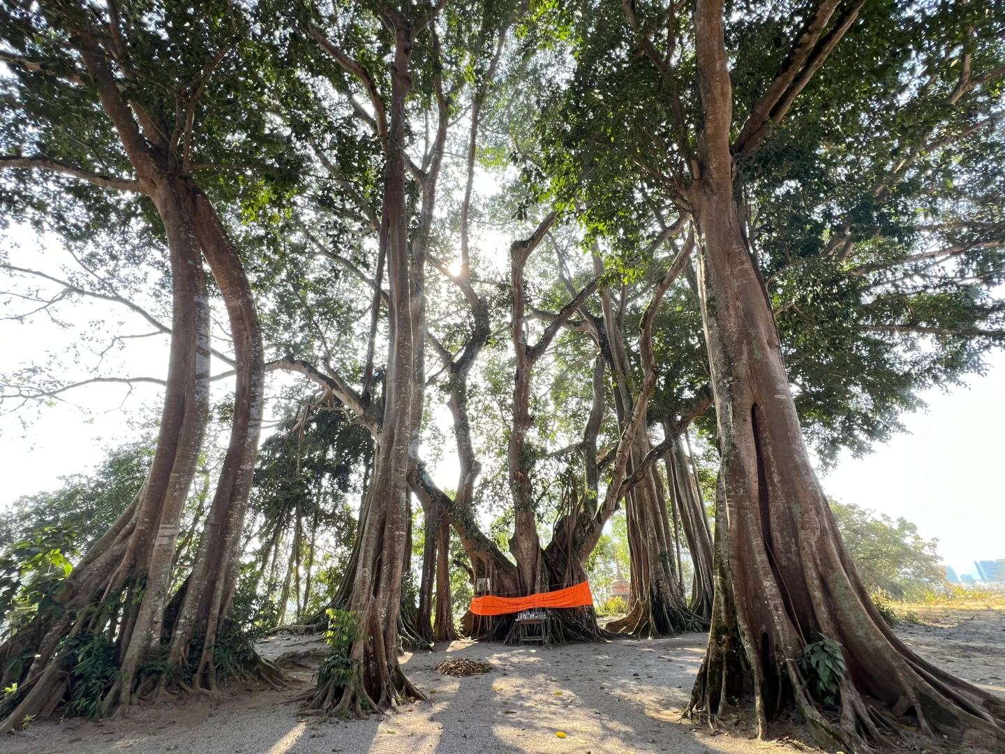 云南·瑞丽·傣王宫总佛寺·姐勒金塔·榕树王