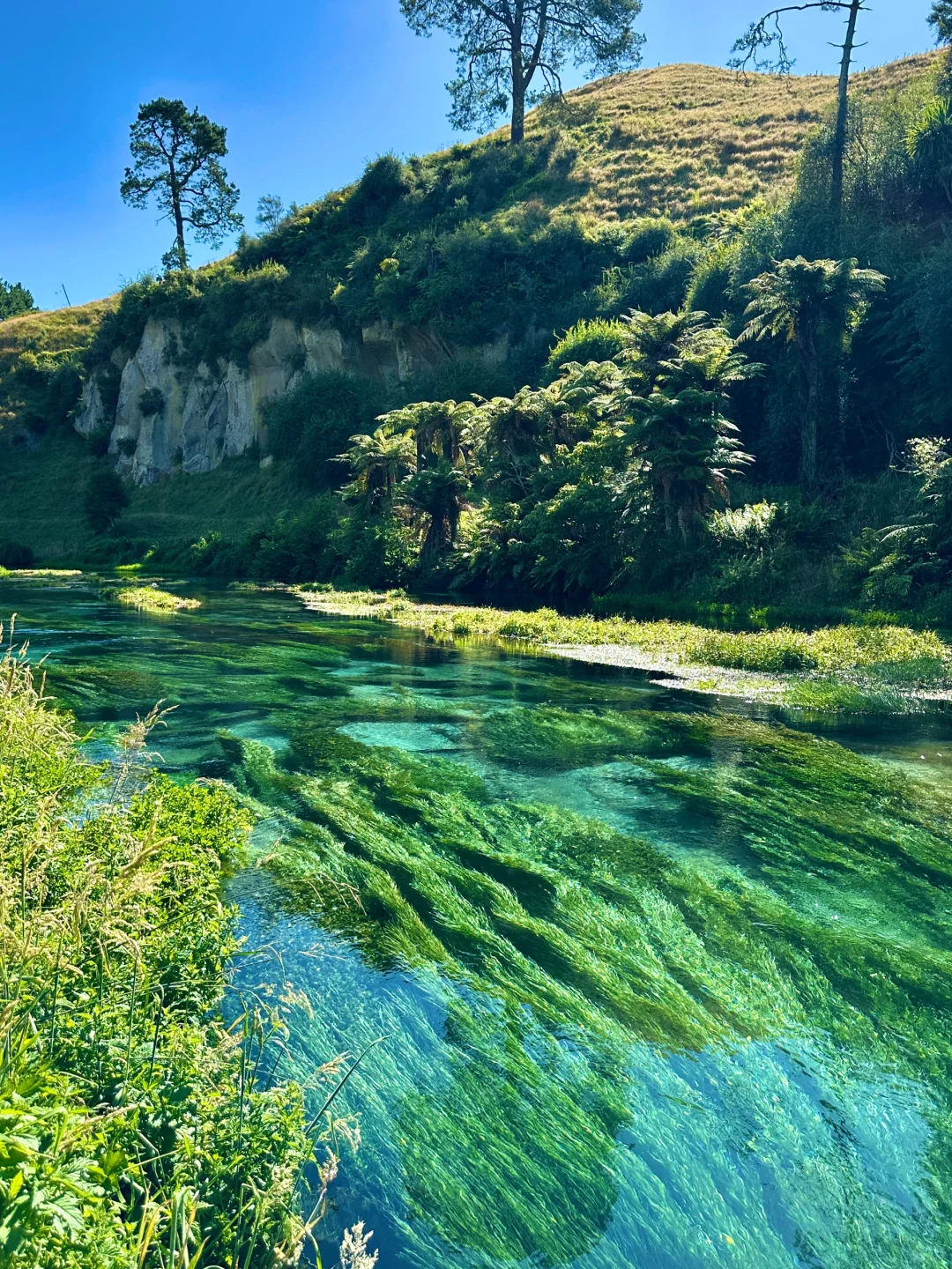 我仿佛闯入《阿凡达》的潘多拉星球🌏live～