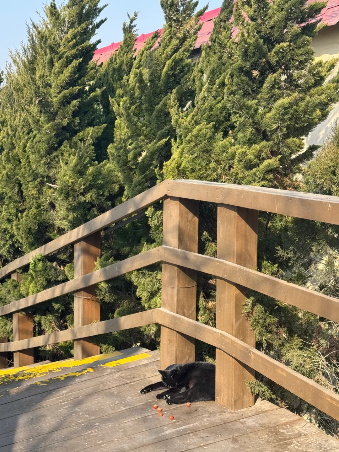 超绝P人青岛4天3晚旅游攻略（1.13)