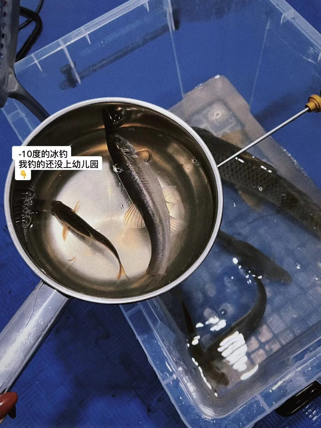 不是瑞士去不起 而是长白山更性价比