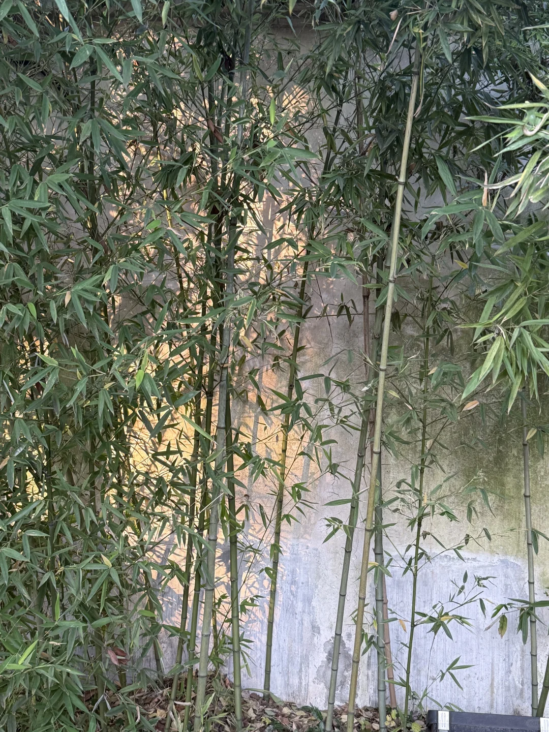 苏州4️⃣日游攻略已做好✅1月在线找搭子‼️