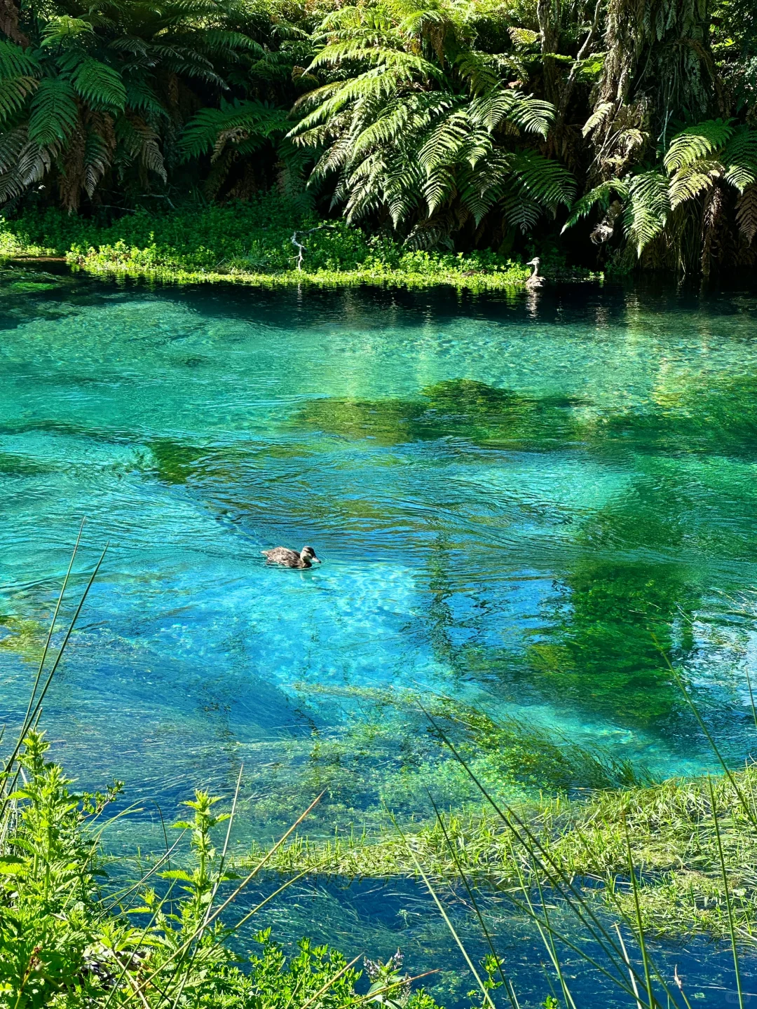 我仿佛闯入《阿凡达》的潘多拉星球🌏live～