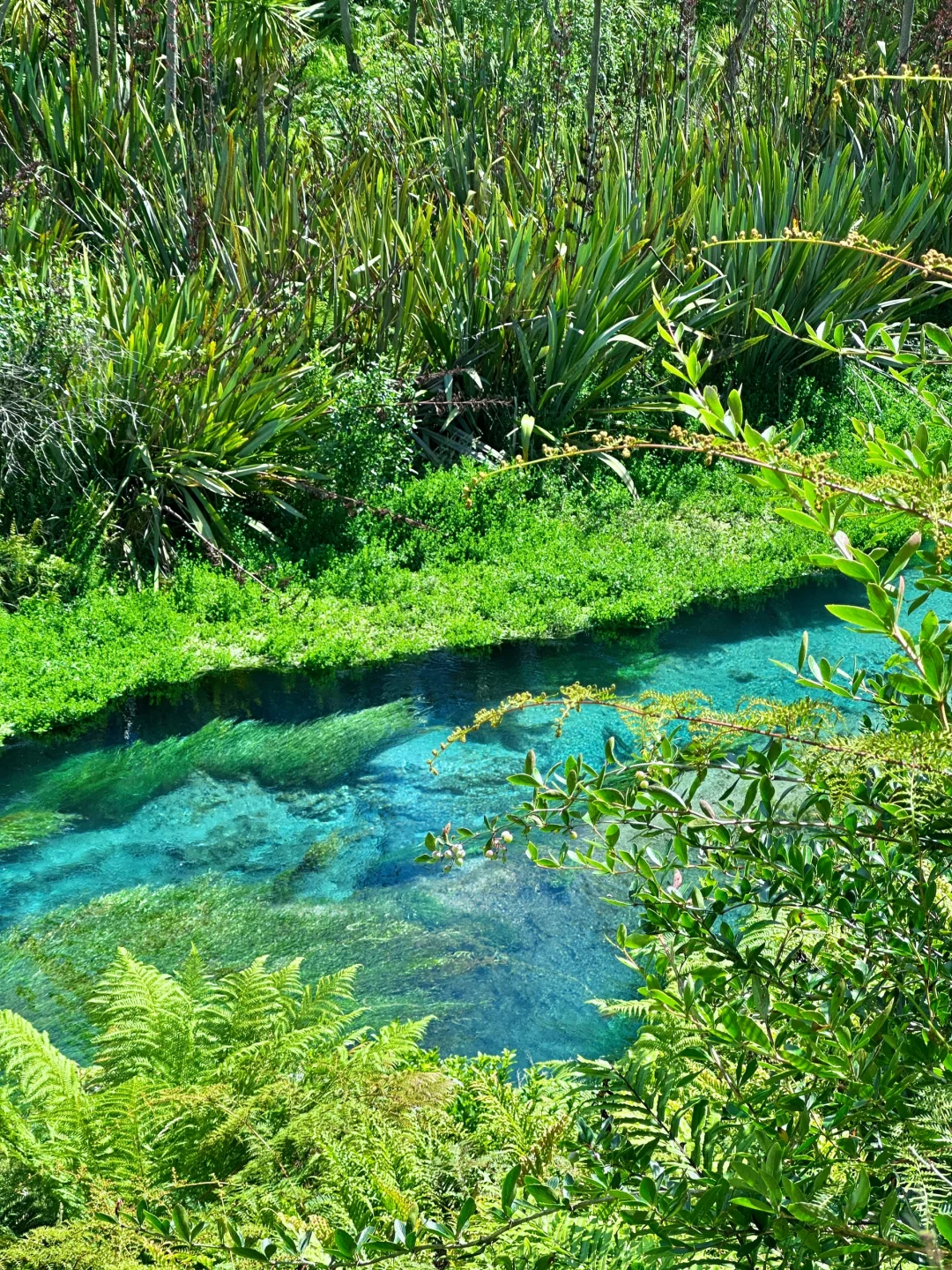 我仿佛闯入《阿凡达》的潘多拉星球🌏live～