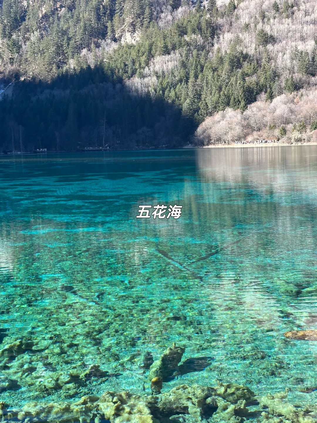 1月现状📍谁说这是淡季😱春节要来的宝听劝！