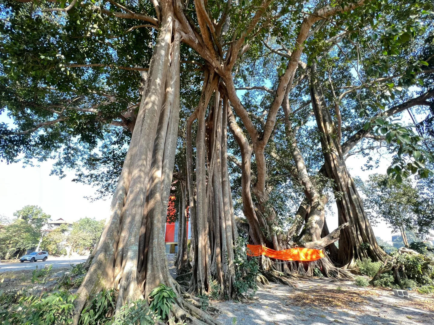 云南·瑞丽·傣王宫总佛寺·姐勒金塔·榕树王