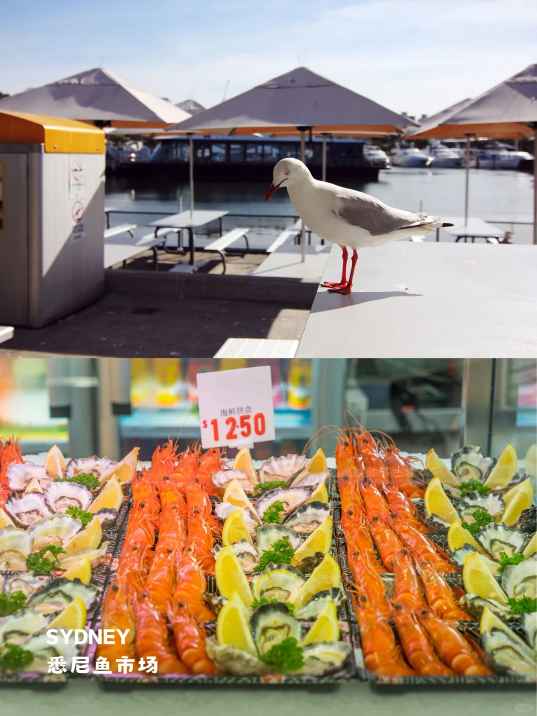 终于有人把悉尼景点地图画清楚了❗️