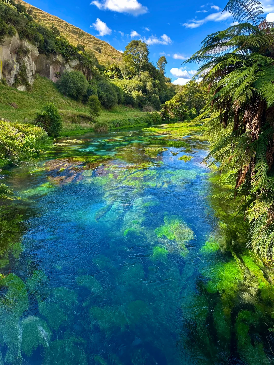 我仿佛闯入《阿凡达》的潘多拉星球🌏live～