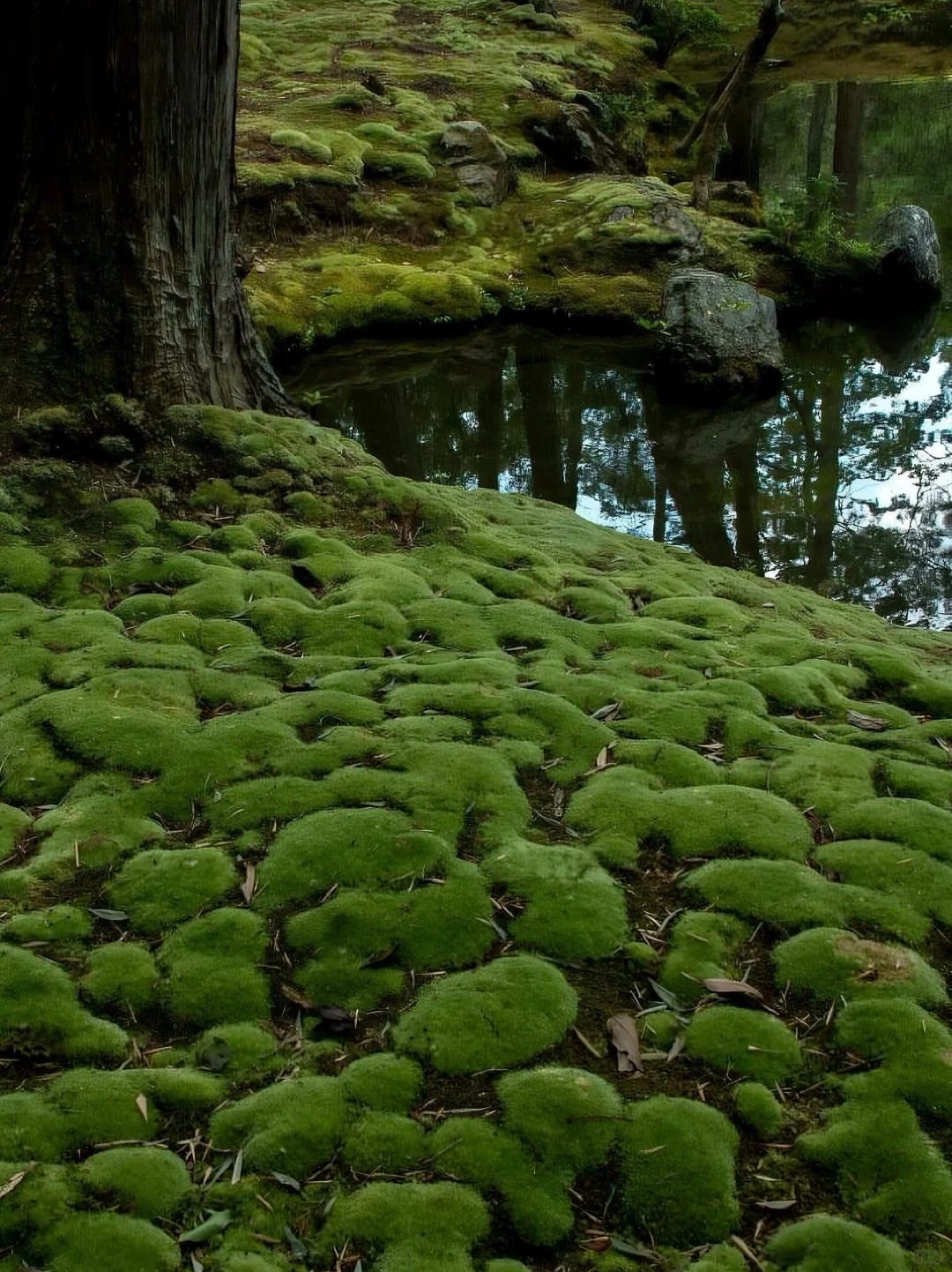 日本｜第三次来京都｜我的7️⃣个小众景点分享