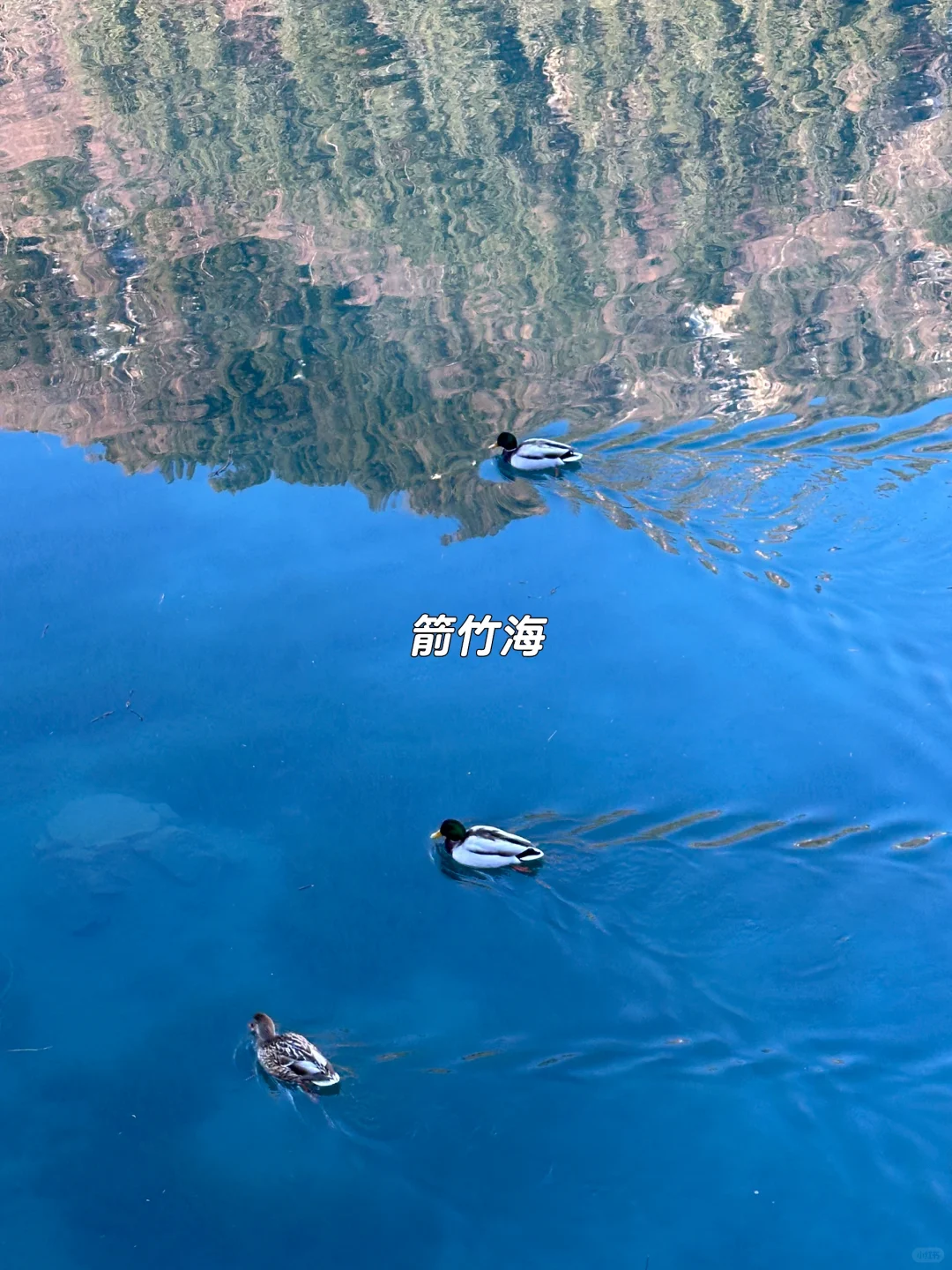 1月现状📍谁说这是淡季😱春节要来的宝听劝！