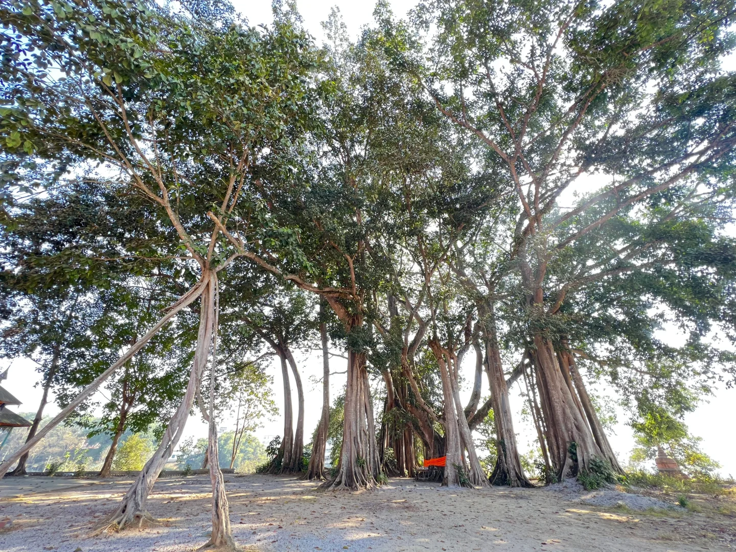 云南·瑞丽·傣王宫总佛寺·姐勒金塔·榕树王