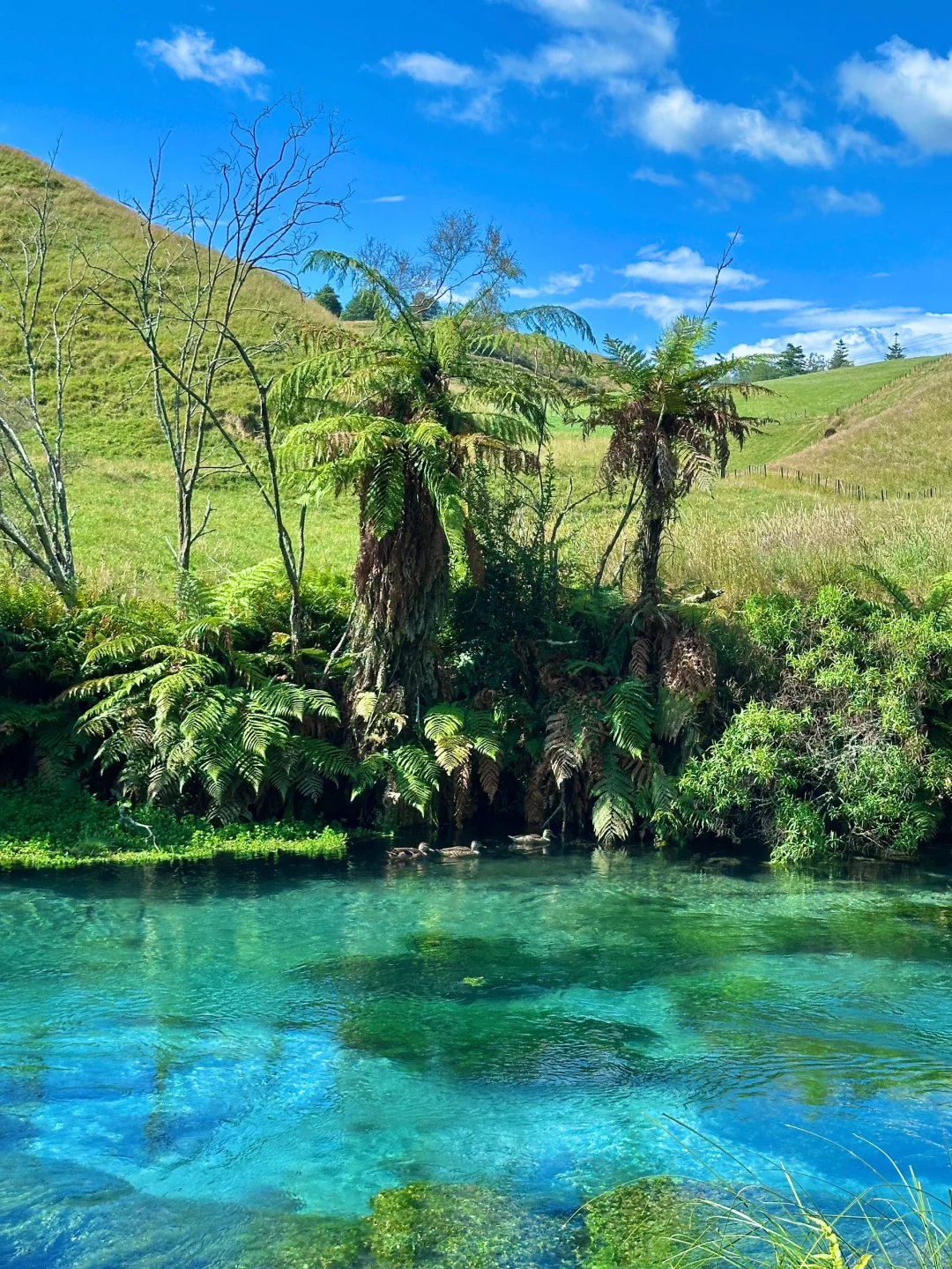 我仿佛闯入《阿凡达》的潘多拉星球🌏live～