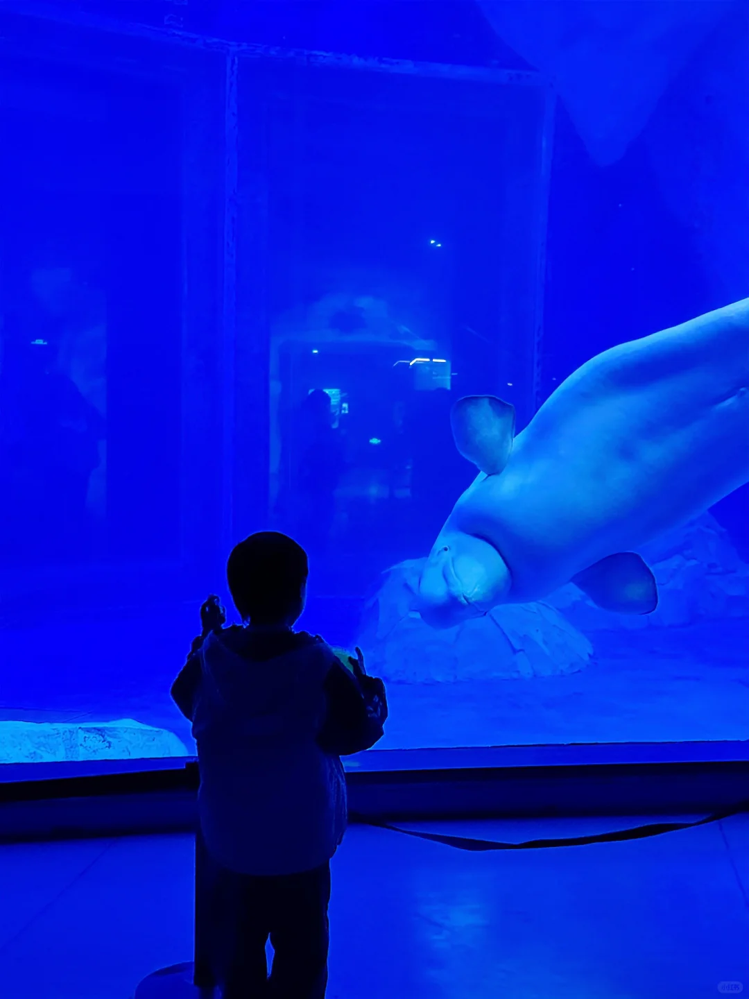 上海海昌海洋公园一日游旅游攻略(超详细!)