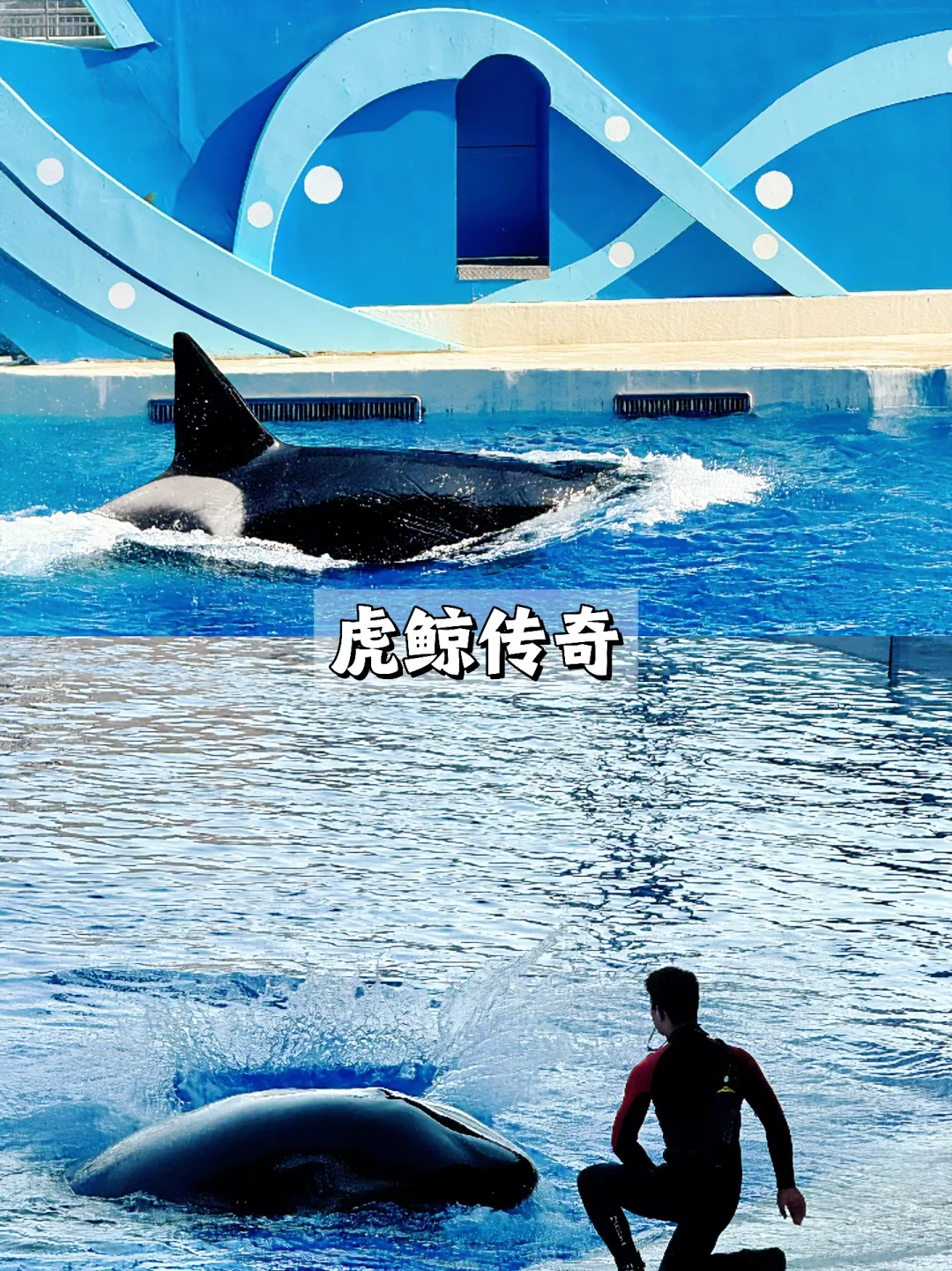 上海海昌海洋公园一日游旅游攻略(超详细!)