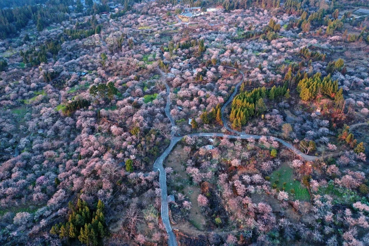 听劝🔥腾冲春节小众梅花打卡地