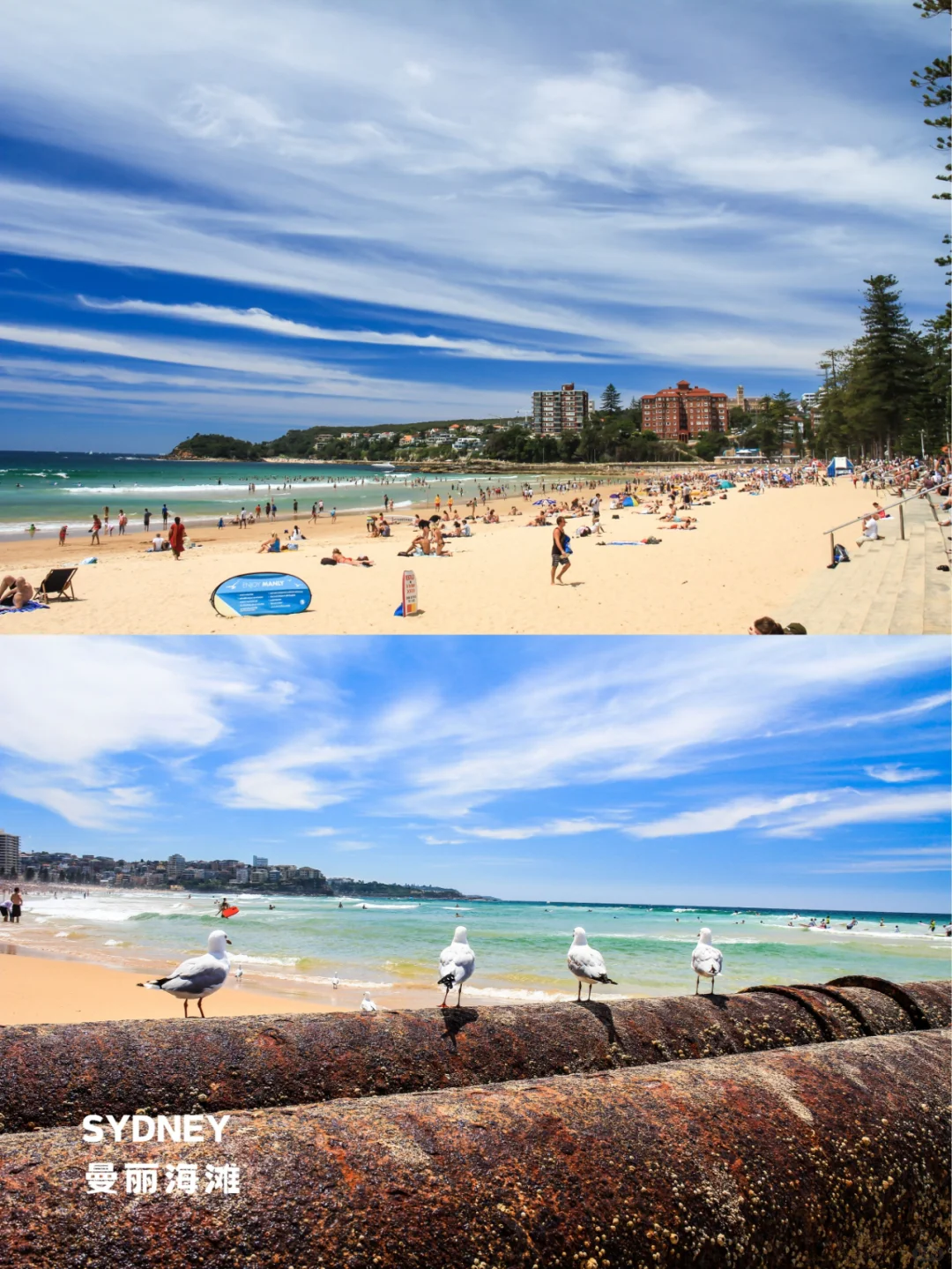 终于有人把悉尼景点地图画清楚了❗️