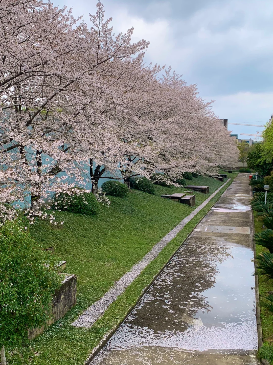 这是我买iPhone的意义🌸春夏秋冬Live~