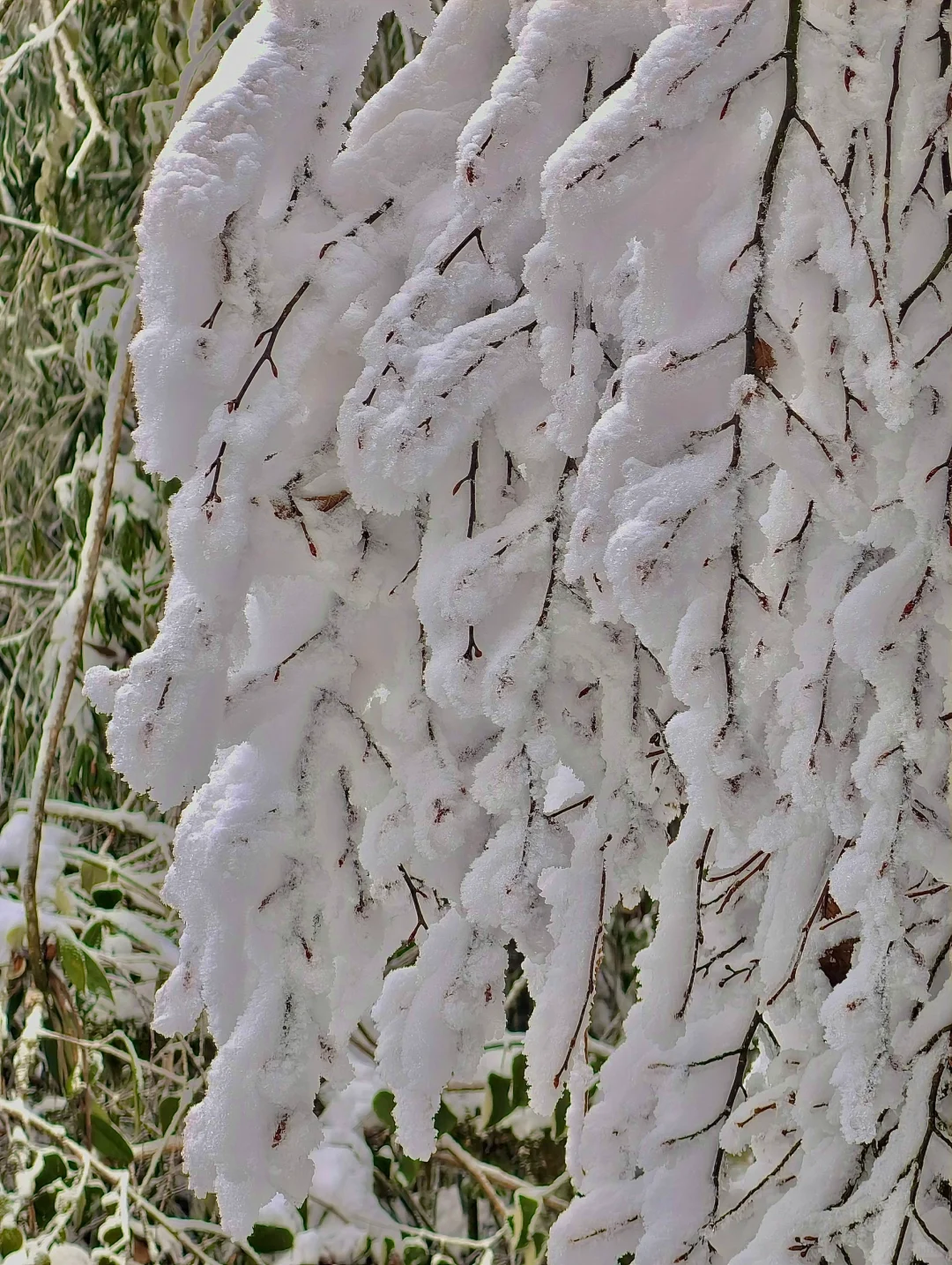 美到炸裂！真没去国外！！就在成都周边！！！