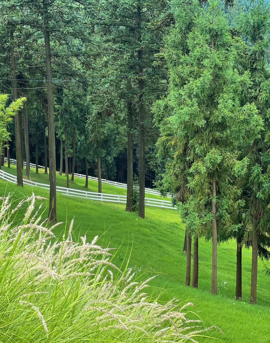 挑战100个成都周边小众旅行地之朴那雅🍃