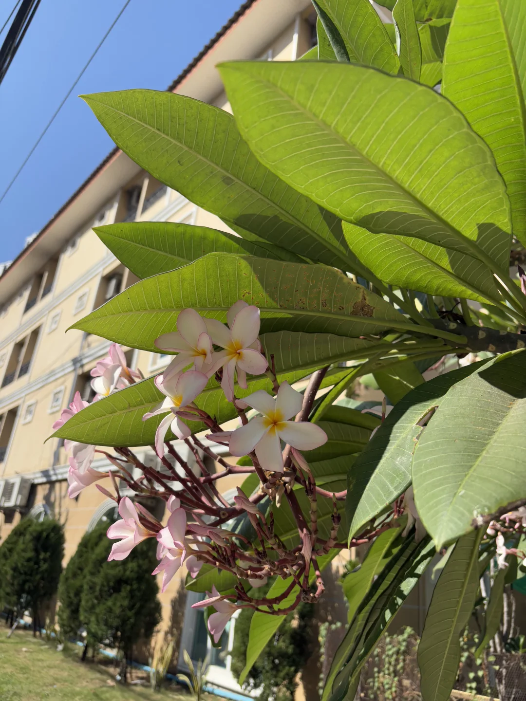 泰国真的很好玩（戒断反应）