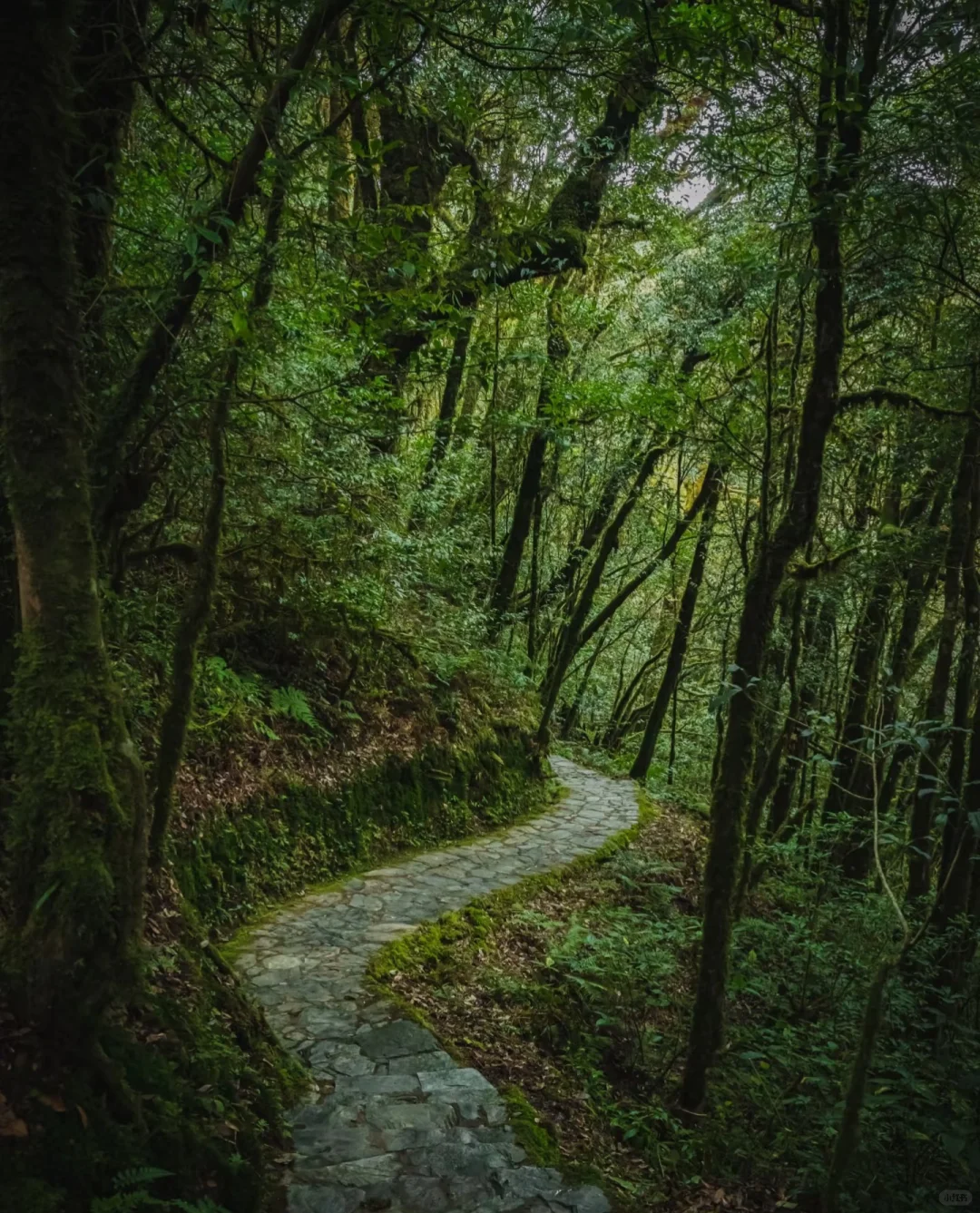哀牢山—大雾四起 我在无人之处爱你❗️❗️